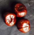 three horse chestnuts